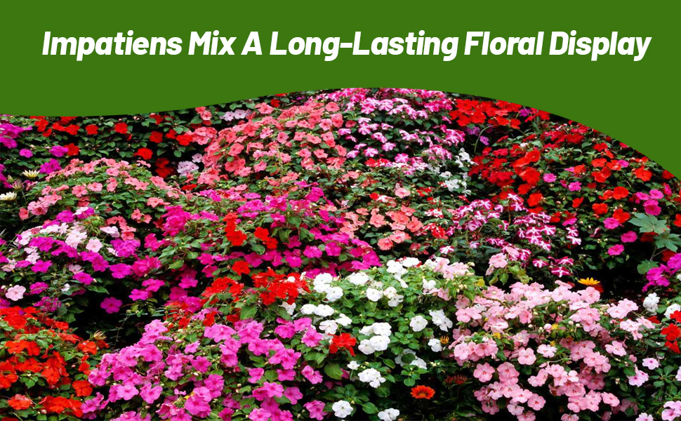 Beautiful Floral Display of Impatiens Flower Seed Mixture Garden