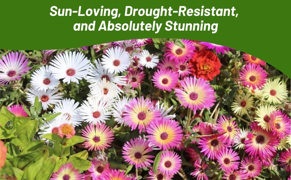 Sun Loving Ice Plant Ground Cover For Full Sun & Rock Gardens