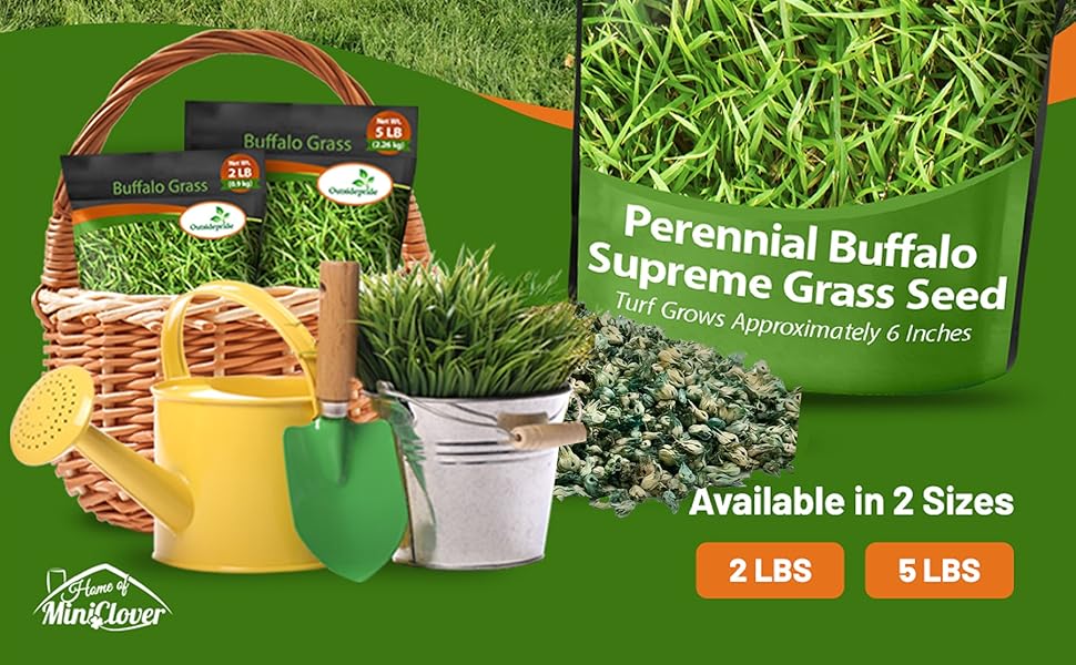 Perennial Buffalo Grass Seed Blend