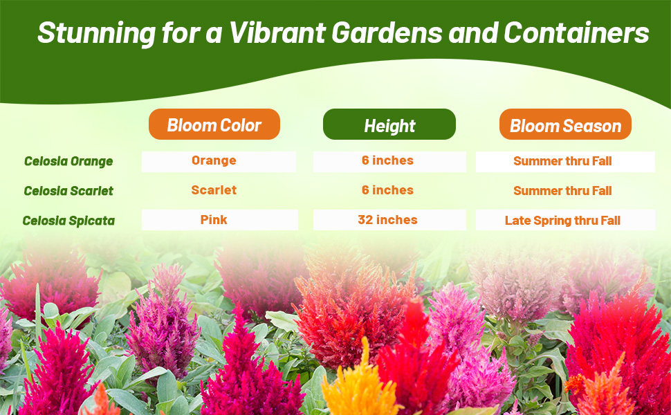 Bloom Season, Color, &amp; Height Chart of Celosia