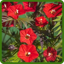 Brilliant Red Blooms of Ipomoea Quamoclit Cardinalis Cardinal Climber