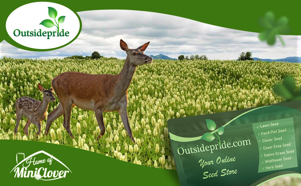 White Cloud Crimson Clover Seed for Pasture, Hay, Green Manure, Cover Crop, & Wildlife Forage