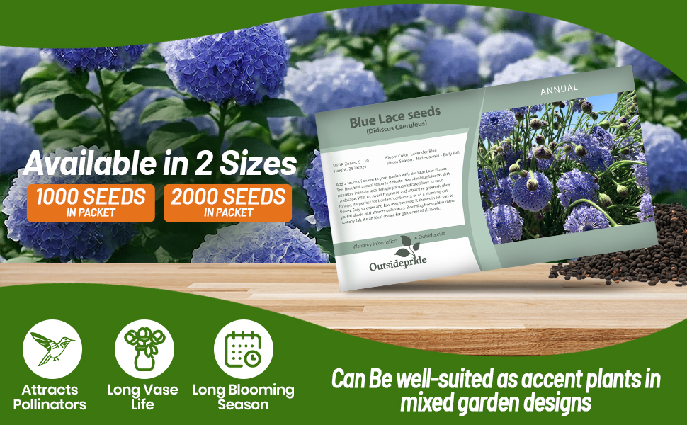 Blue Lace Flower Seed Packet For Sale