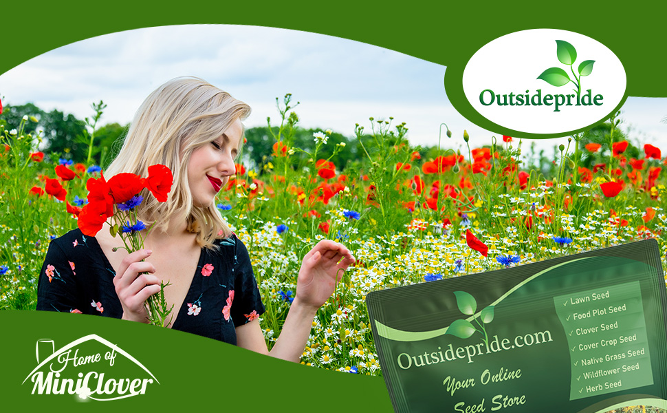 Perennial Wildflower Seed Mixture Garden