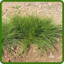 Drought Tolerant Fine Fescue Grass Seed For Cool Season Applications