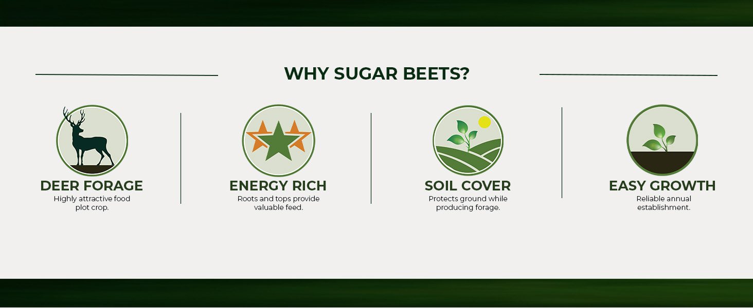 Sugar Beet Food Plot Seeds