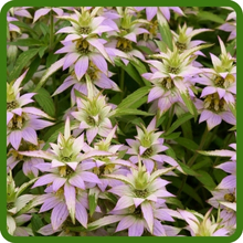 Drought Tolerant Horsemint Flowering Herbs