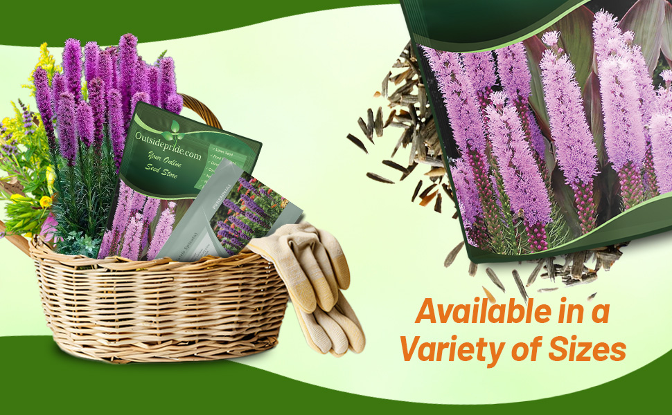 Liatris Gayfeather Seed Bags For Planting Wildflowers