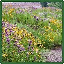 Heat Tolerant Southwest Wildflower Seed Mixture