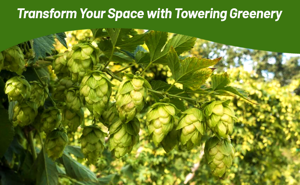 Green Hops Flowers & Foliage Climbing Vines