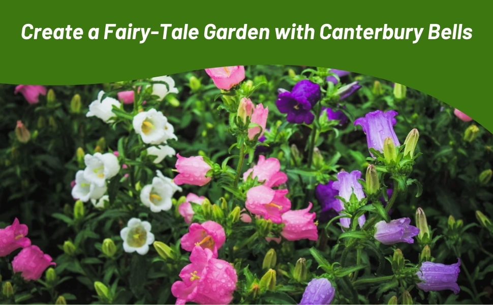 Campanula Canterbury Bells Flower Garden