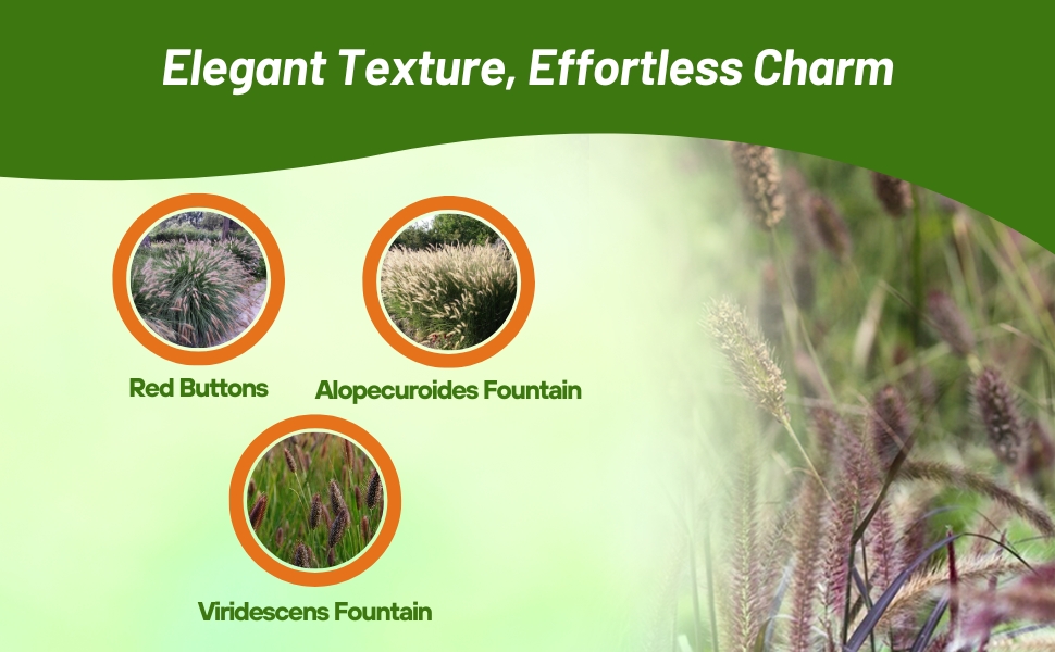 Varieties of Pennisetum Grown From Ornamental Grass Seeds