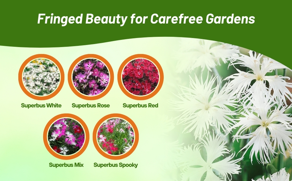 White, Rose, Red, Spooky, & Mix Varieties of Dianthus Superbus