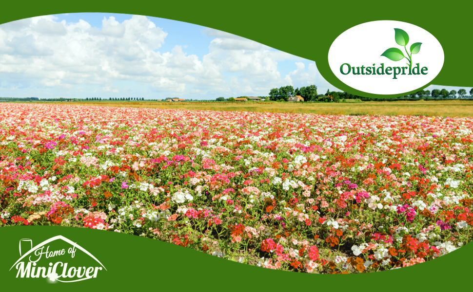 Field of Lychnis Flower MIxture