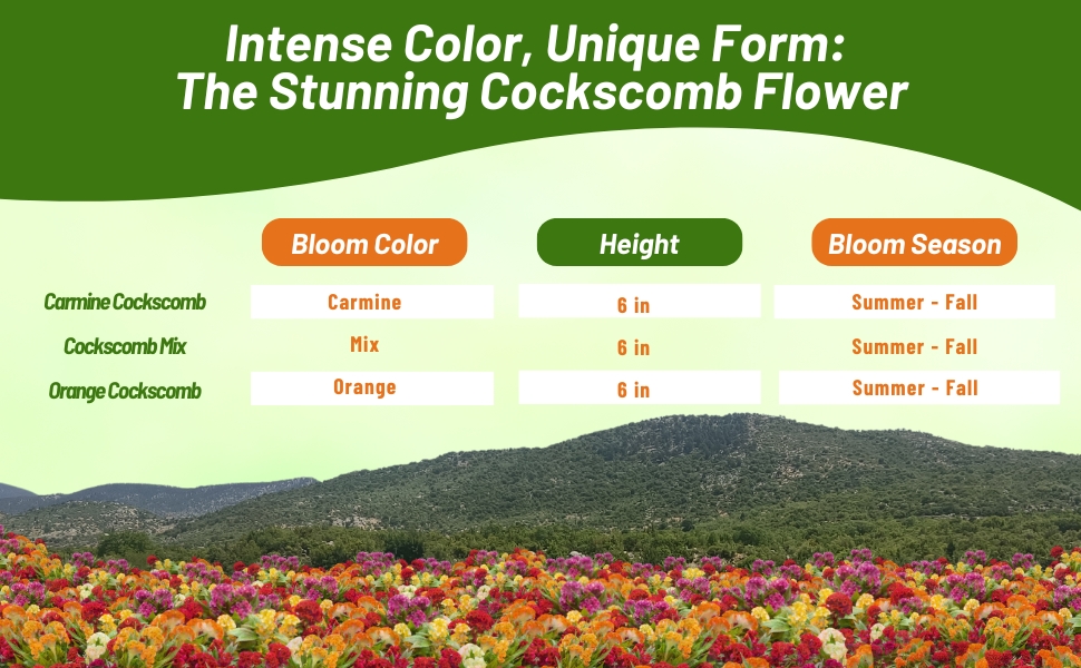 Bloom Color, Season, and Height Chart of Cockscomb Flowers Grown From Seeds