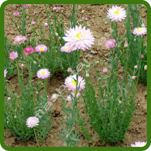 Drought Tolerant Helipterum Paper Daisy Flowers