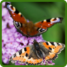 Pollinating Butterflies Flocking to Butterfly Bush Plant