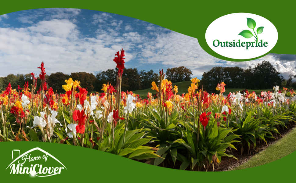 Field of Flowering Canna Plants