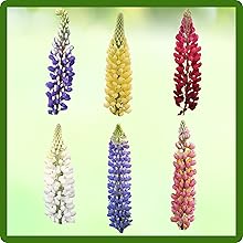 Flower Blossoms of Different Lupine Flowers