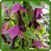 Purple Bell Climbing Vine Attracts Pollinators