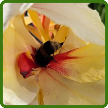 Canna Attracts Beneficial Pollinators