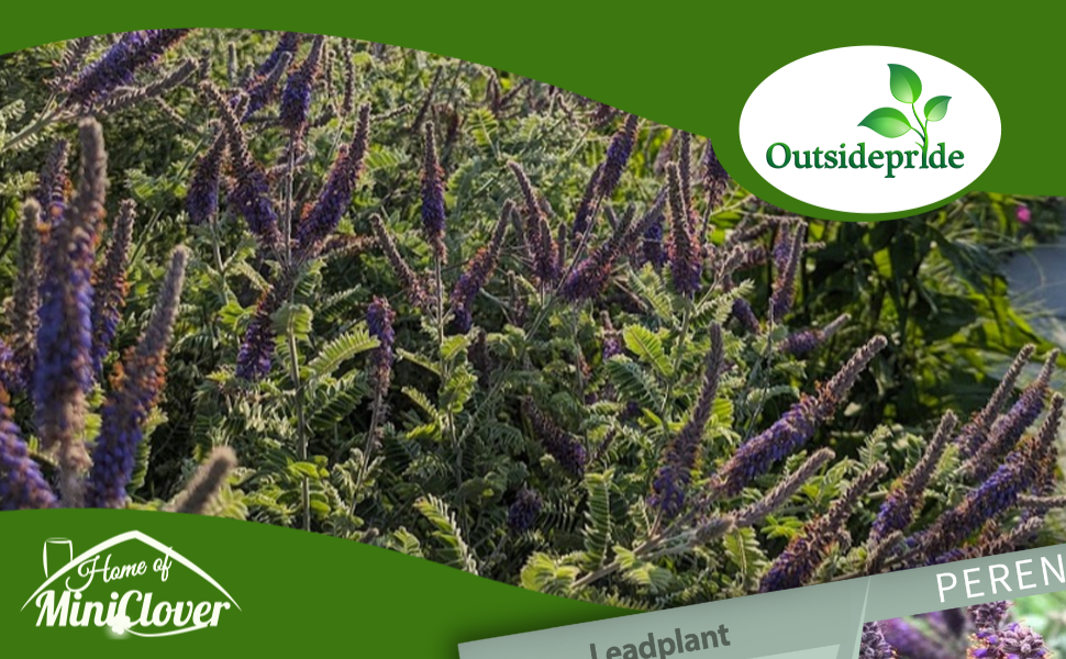 Leadplant Flower Garden