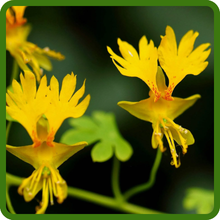 Nasturtium Canary Creeper Flowering Plants