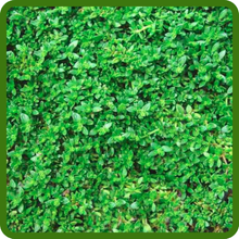 Dwarf, Compact Herniaria Glabra Green Carpet