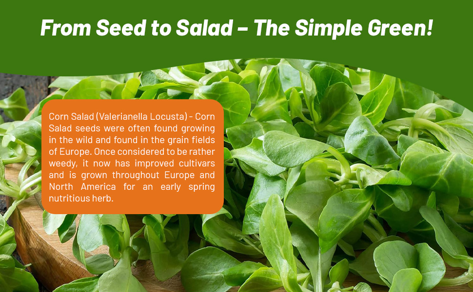 Corn Salad Nutritious Herb Garden Plant Culinary Uses
