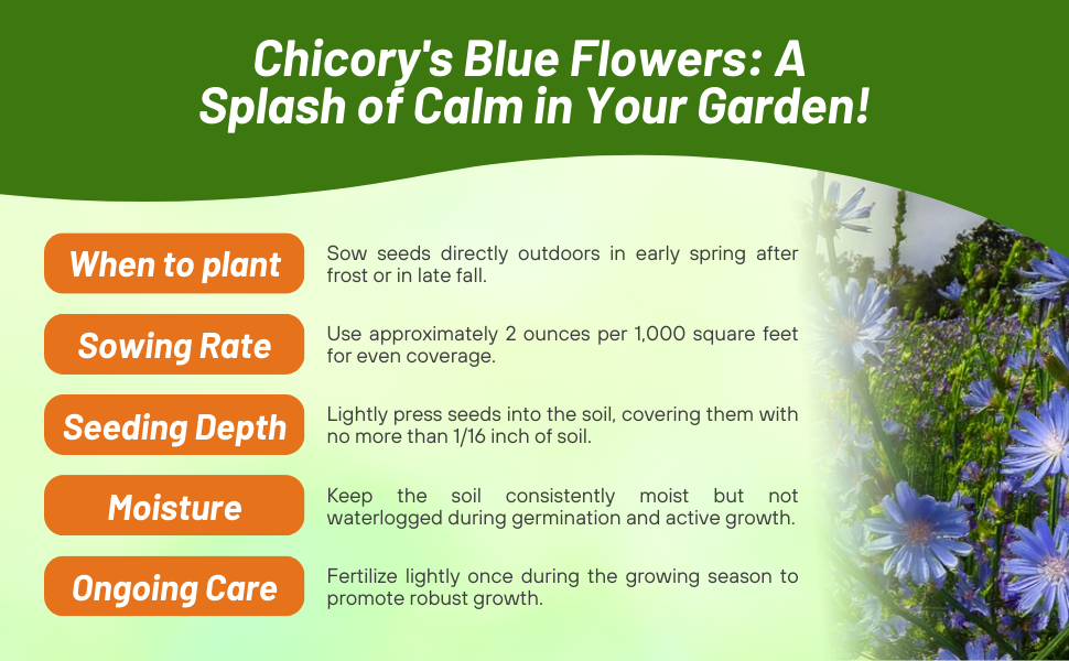 Planting Directions For Chicory Flower & Forage Seeds
