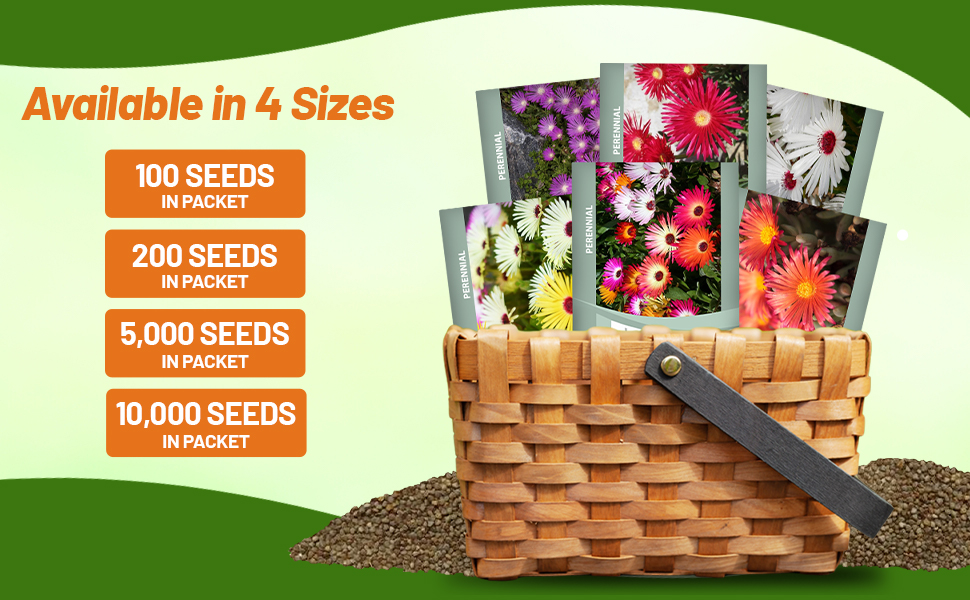 Ice Plant Succulent Seed Packets For Planting