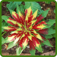 Heat & Drought Tolerant Amaranthus