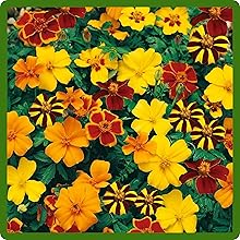 Mixture of Tagetes Patula French Marigold Flowers