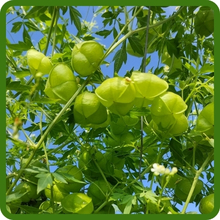 Fast Growing Balloon Vine Plants For Trellis, Fences, Arbors