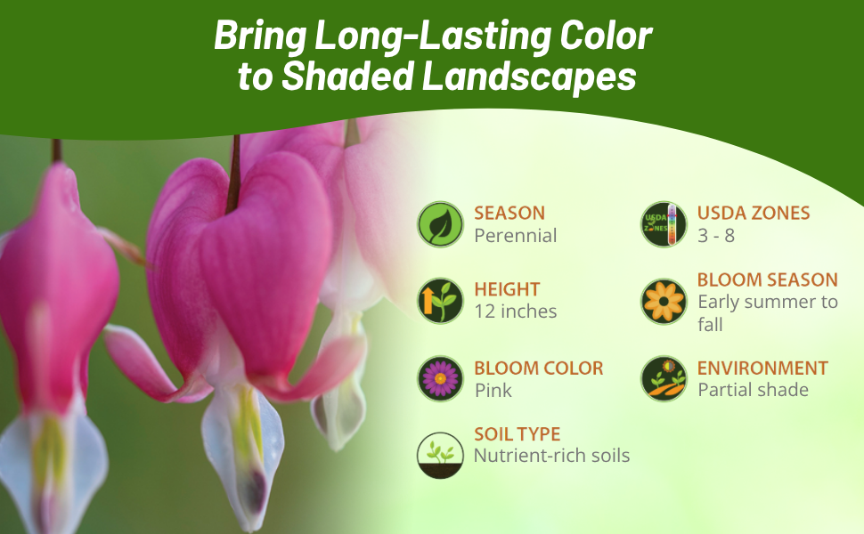Perennial Fringed Bleeding Heart Partial Shade