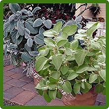 Plectranthus Container Plants on Patio