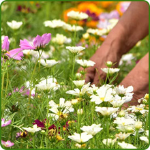 Annual Short Sunburst Wildflower Ground Cover