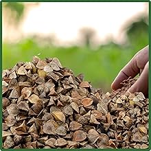 Buckwheat Nutritious Grain Food Source
