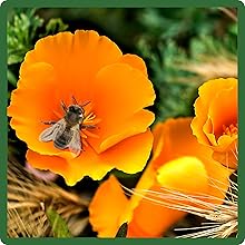 California Poppy Ballerina Pollinator, Bee, Butterfly Attractant