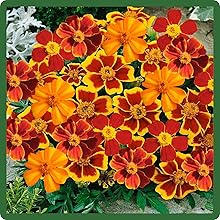 Vibrant Color Mix Tagetes French Marigold