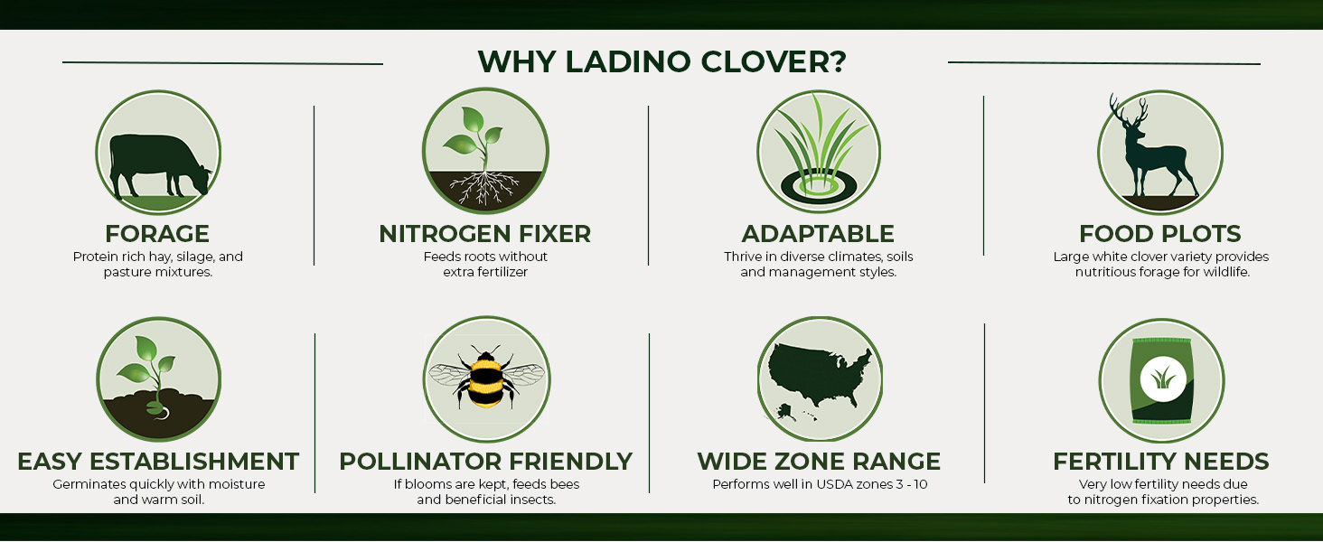 Ladino Clover Pasture Seeds