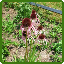 Drought Tolerant Pale Purple Coneflower Echinacea Flowers