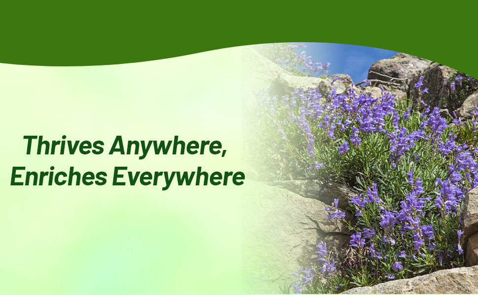 Wildflower Meadow of Rocky Mountain Penstemon