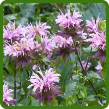 Long Lasting Blooms of Monarda Fistulosa Wild Bergamot
