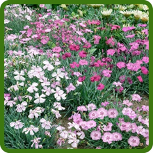 Perennial Dianthus Sweetness Compact Growth Habit