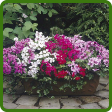 Container Plant of Ivy Leaf Geranium Mix