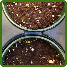 Showy Evening Primrose Flower Seeds Started in Soil