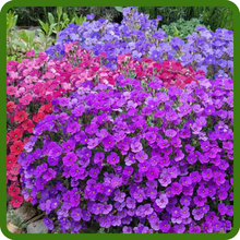 Aubrieta Rock Cress Vibrant Cascading Flowers