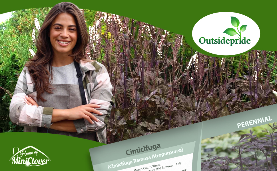 Cimicifuga Black Cohosh Foliage Plants