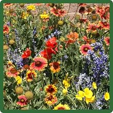 Diverse Selection of Dryland Wildflowers